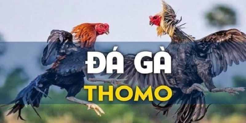 Đá Gà Thomo: Luật Chơi, Kinh Nghiệm, Và Cách Xem Trực Tiếp